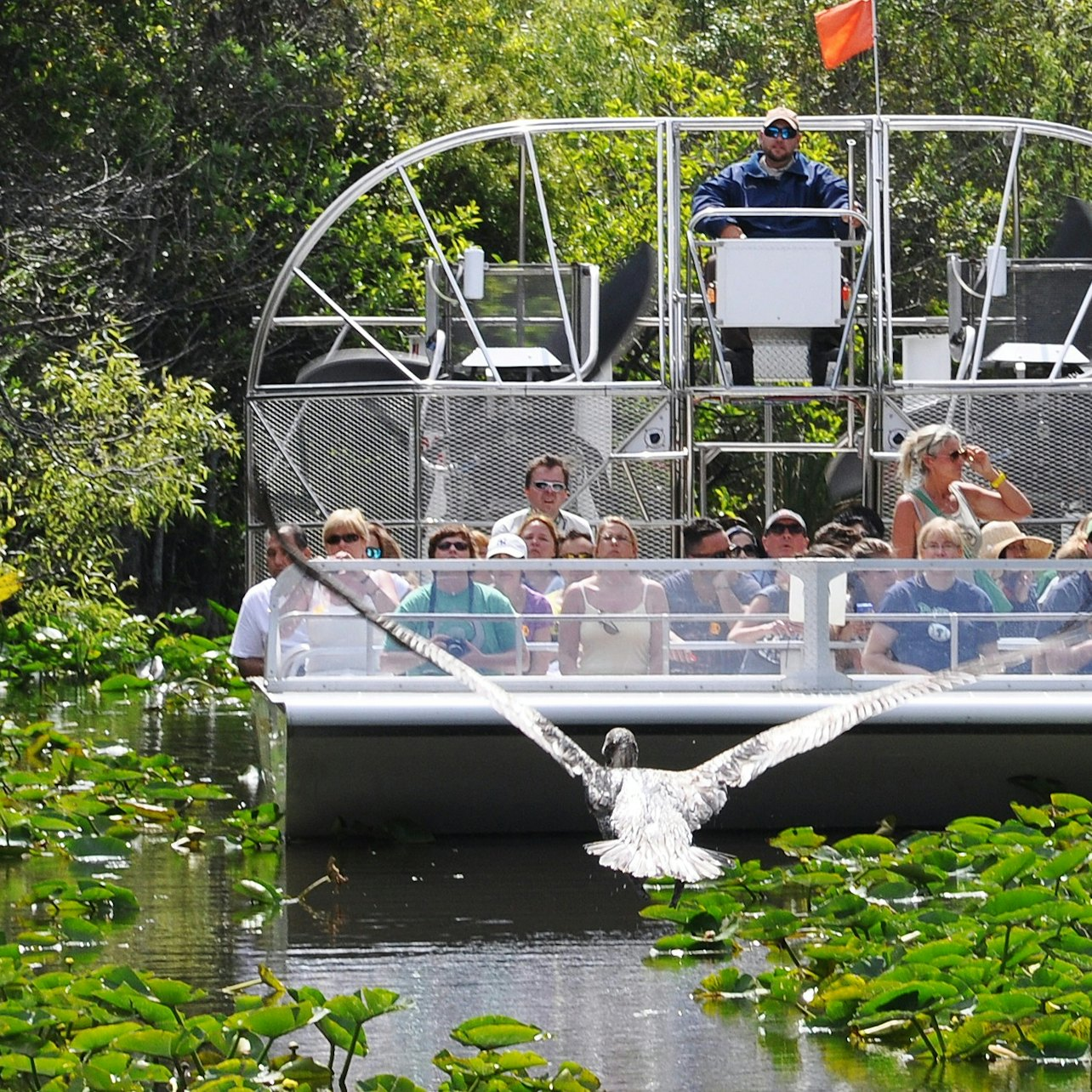 Everglades Safari Park: Eco Adventure Airboat Tour - Photo 1 of 16